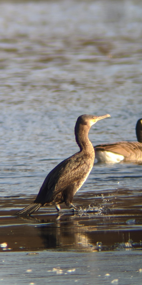 Great Cormorant (North Atlantic) - ML202156671