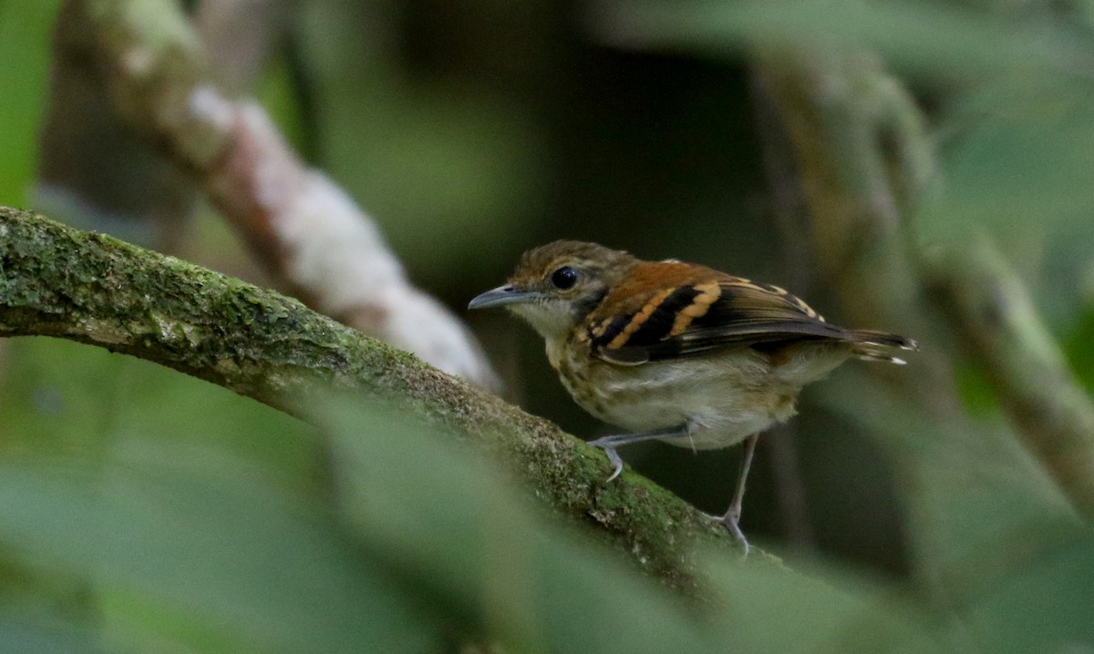 Spotted Antbird - ML202156701