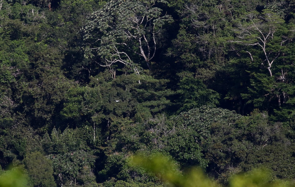 White Hawk (White-shouldered) - Jay McGowan