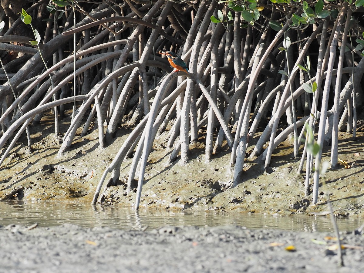 Common Kingfisher - ML202156841