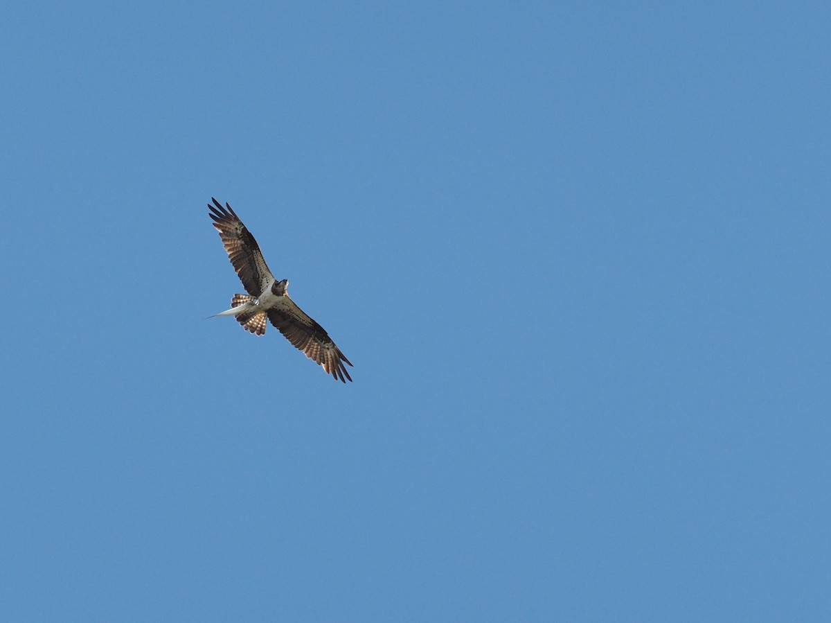 Osprey - ML202156891