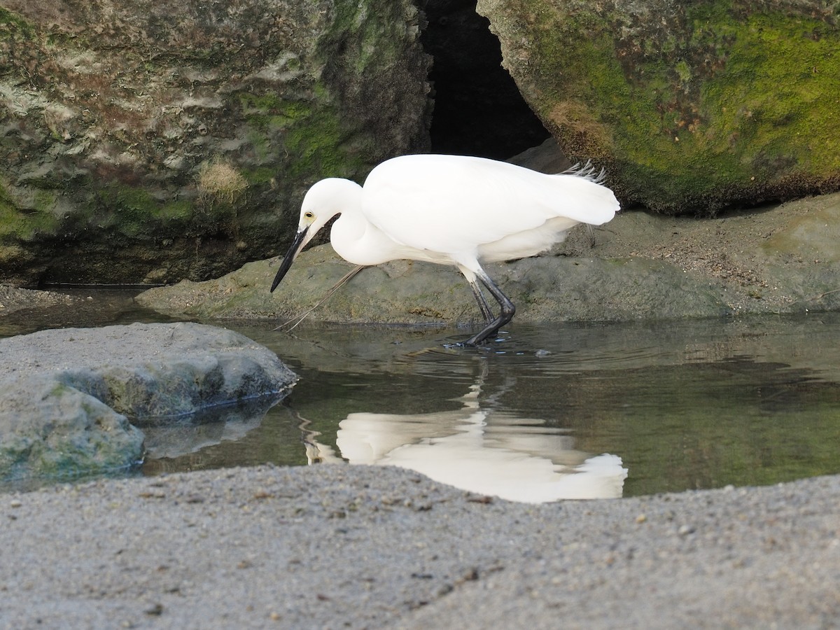 Little Egret - ML202157181