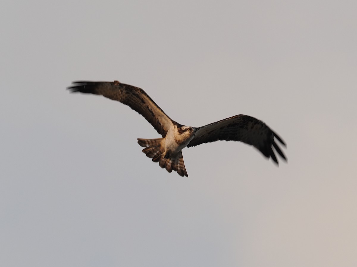 Osprey - ML202157231