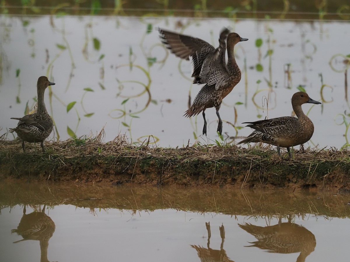 Northern Pintail - ML202157401