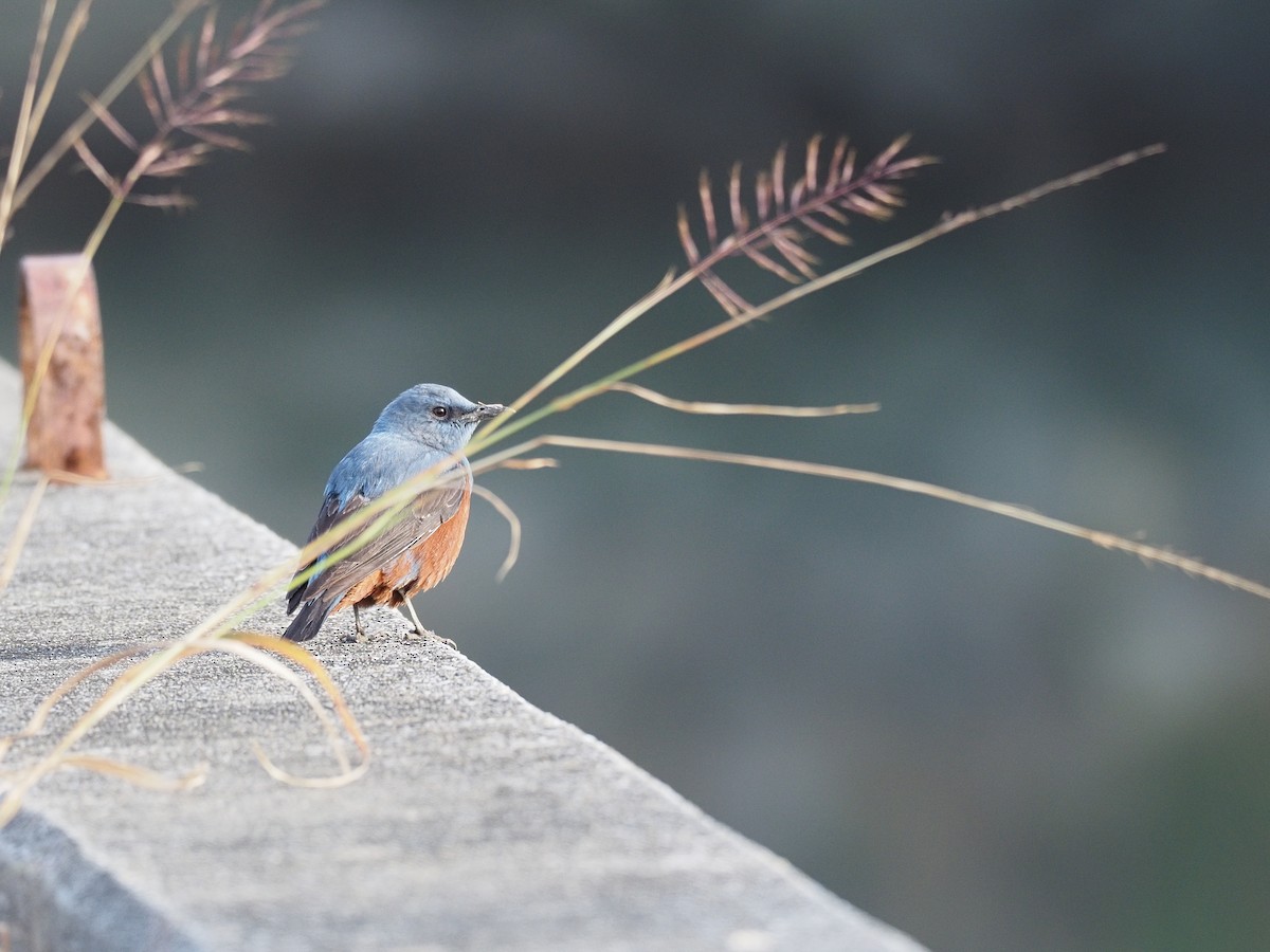 Blue Rock-Thrush - ML202158161