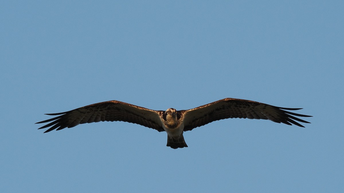 Osprey - ML202158191