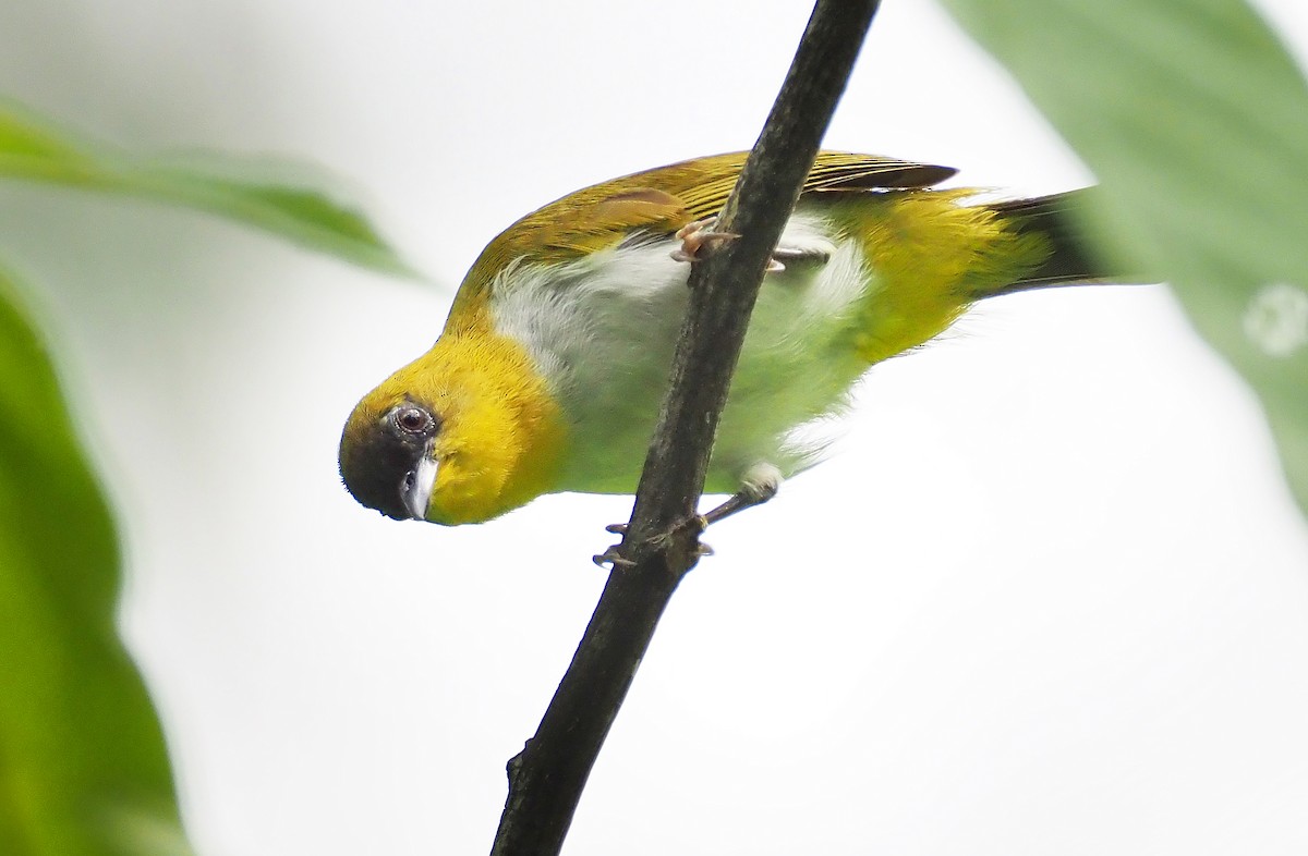 Togian White-eye - Andrew Spencer