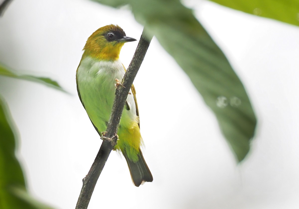 Togian White-eye - Andrew Spencer