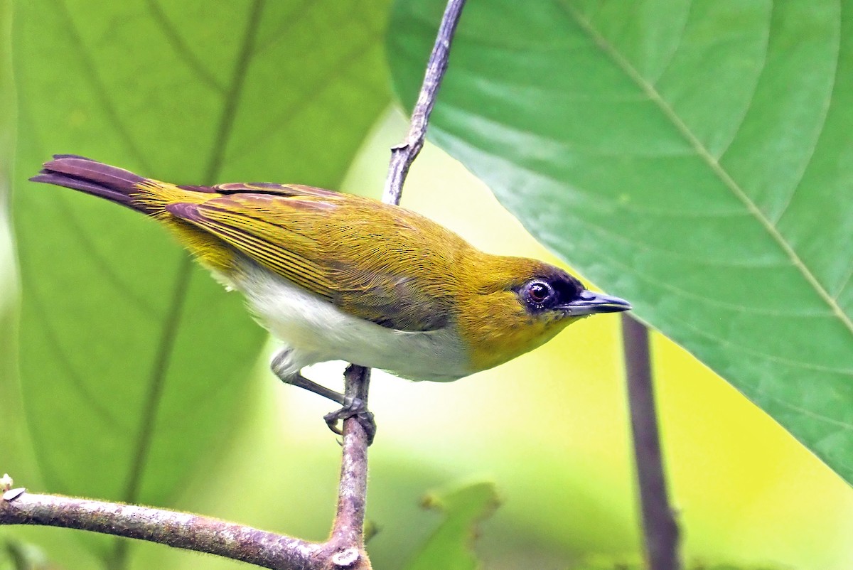 Togian White-eye - Andrew Spencer