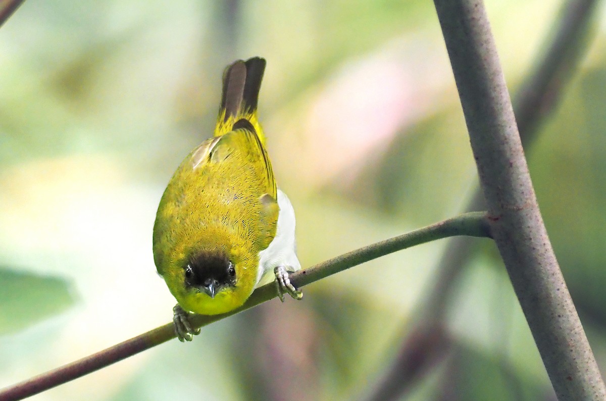 Togian White-eye - ML202158551