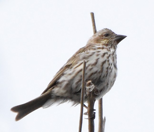 Cassin's Finch - ML20215931