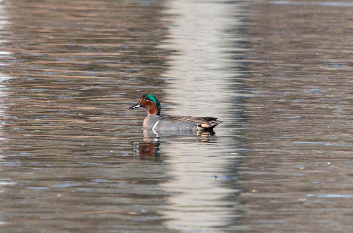 Green-winged Teal - Trevor Ambrico