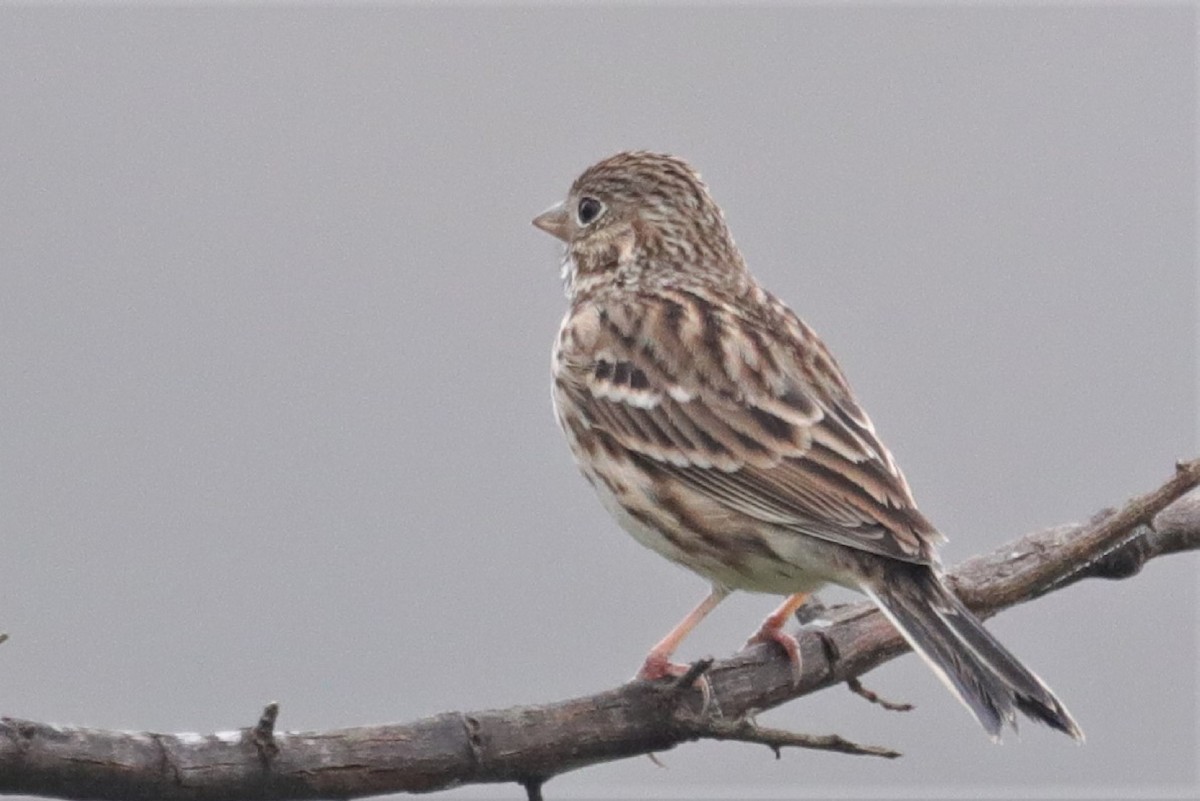 Vesper Sparrow - Bert Frenz