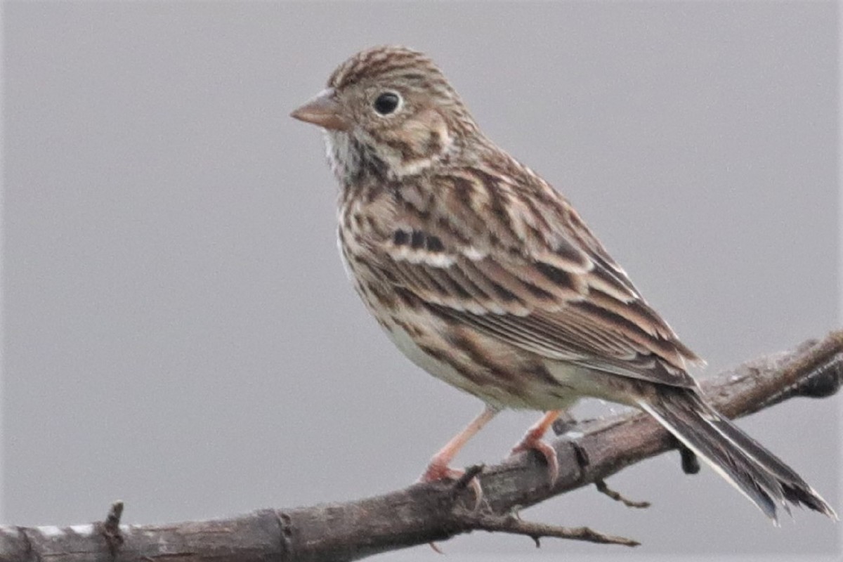 Vesper Sparrow - Bert Frenz