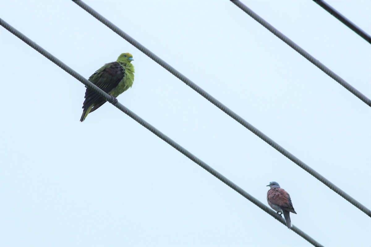 Whistling Green-Pigeon - Ko Cheng