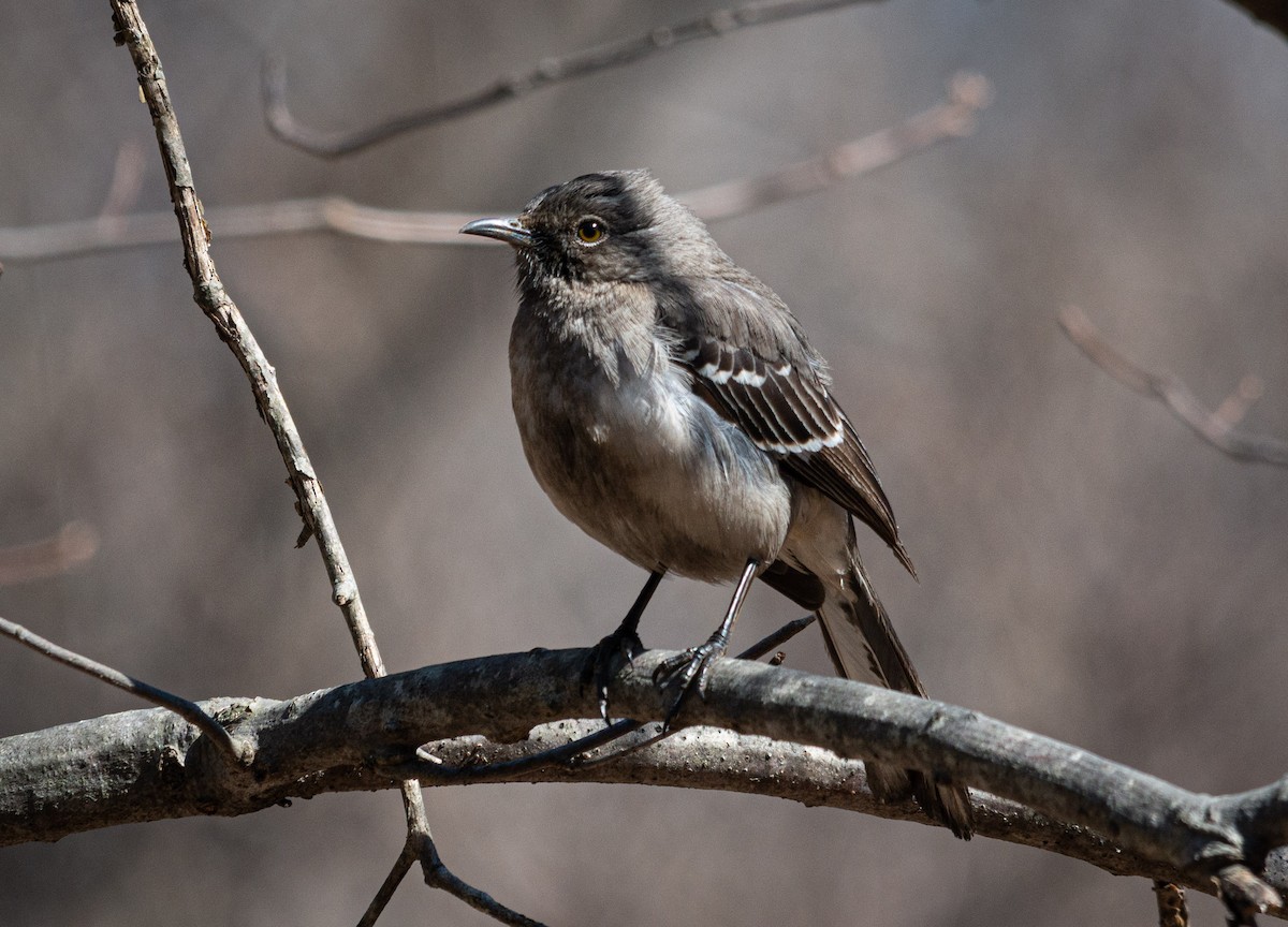 Northern Mockingbird - ML202160931