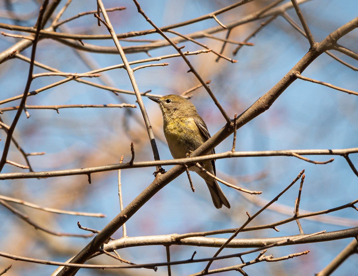 Pine Warbler - ML202160981