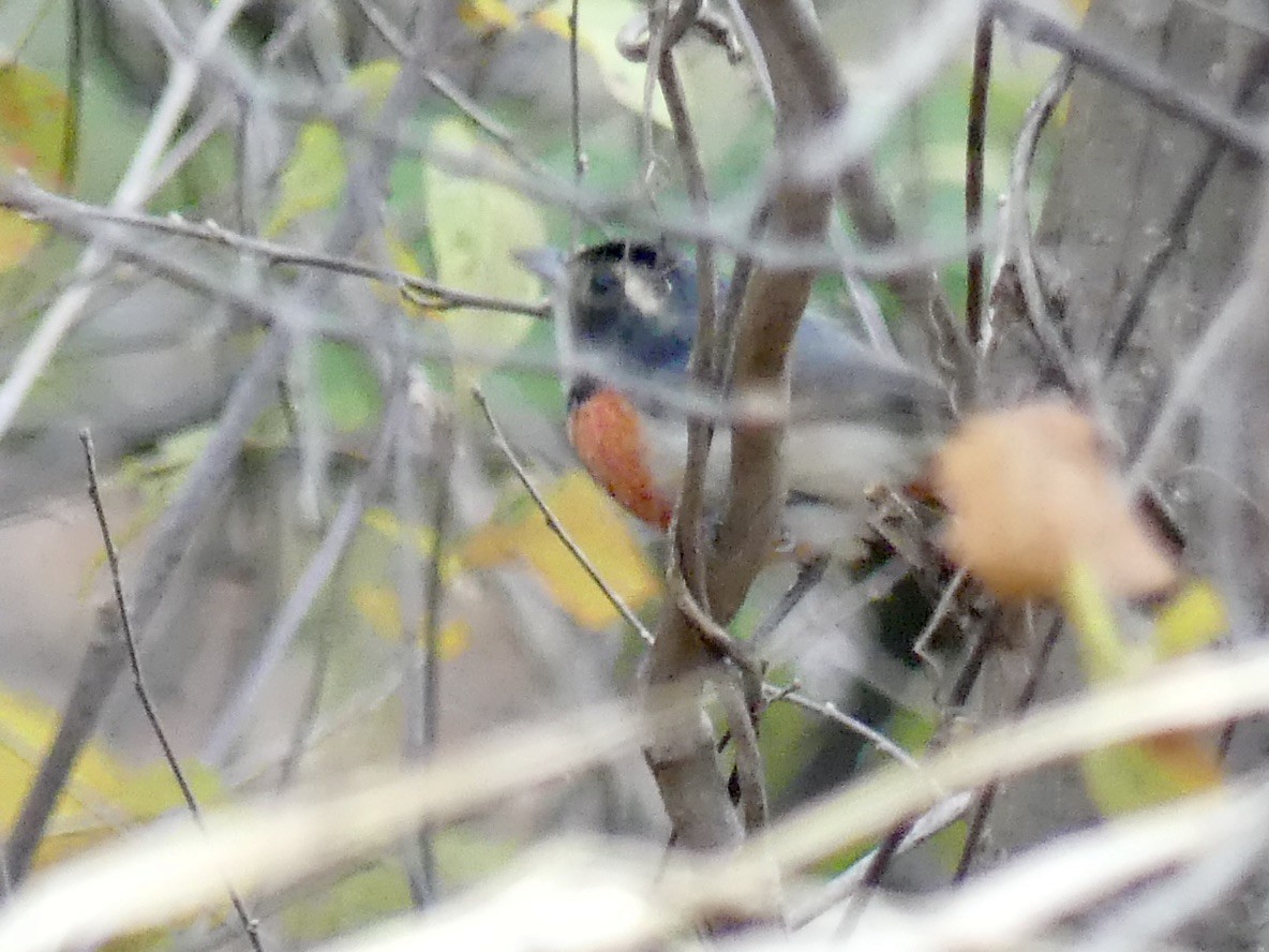 Red-breasted Chat - ML202161181