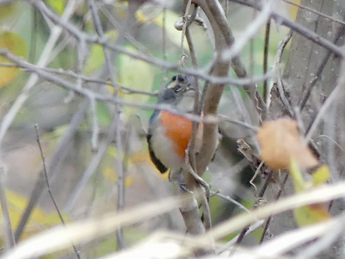 Red-breasted Chat - ML202161201