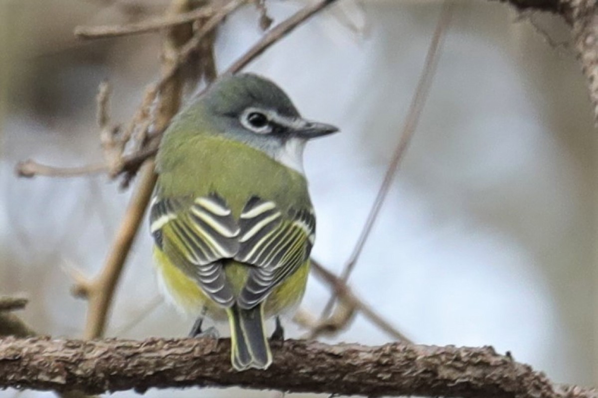 Blue-headed Vireo - Bert Frenz