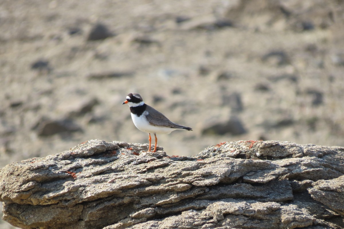 Common Ringed Plover - ML20216301