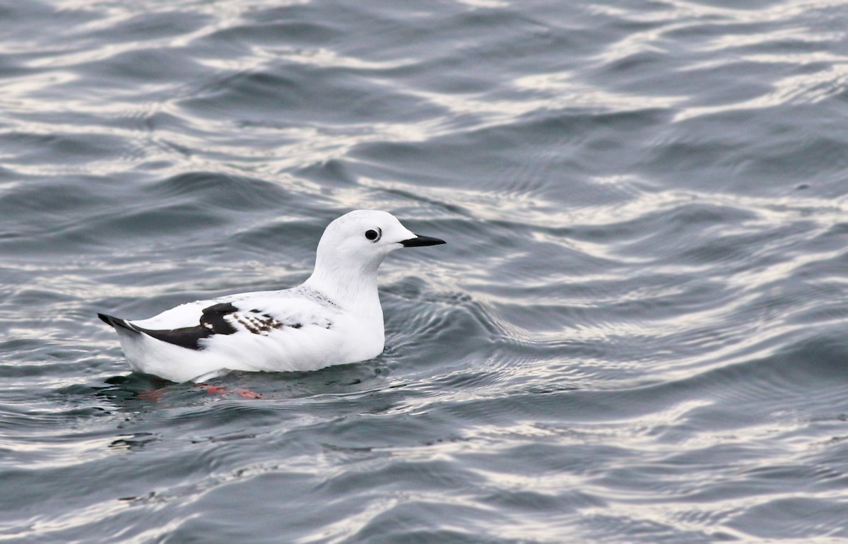 Black Guillemot (mandtii) - Jeremiah Trimble