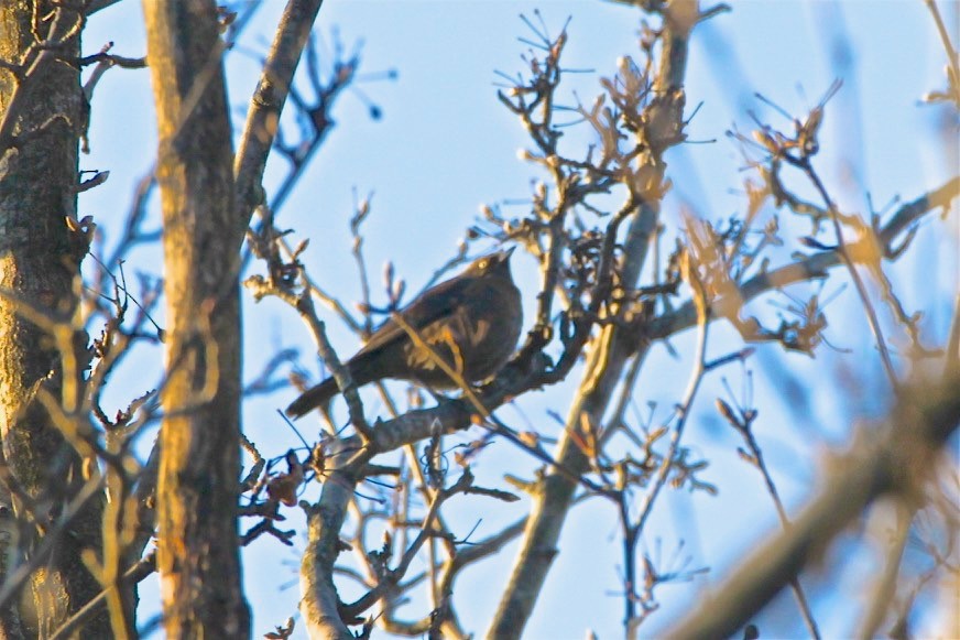 Rusty Blackbird - ML202163701