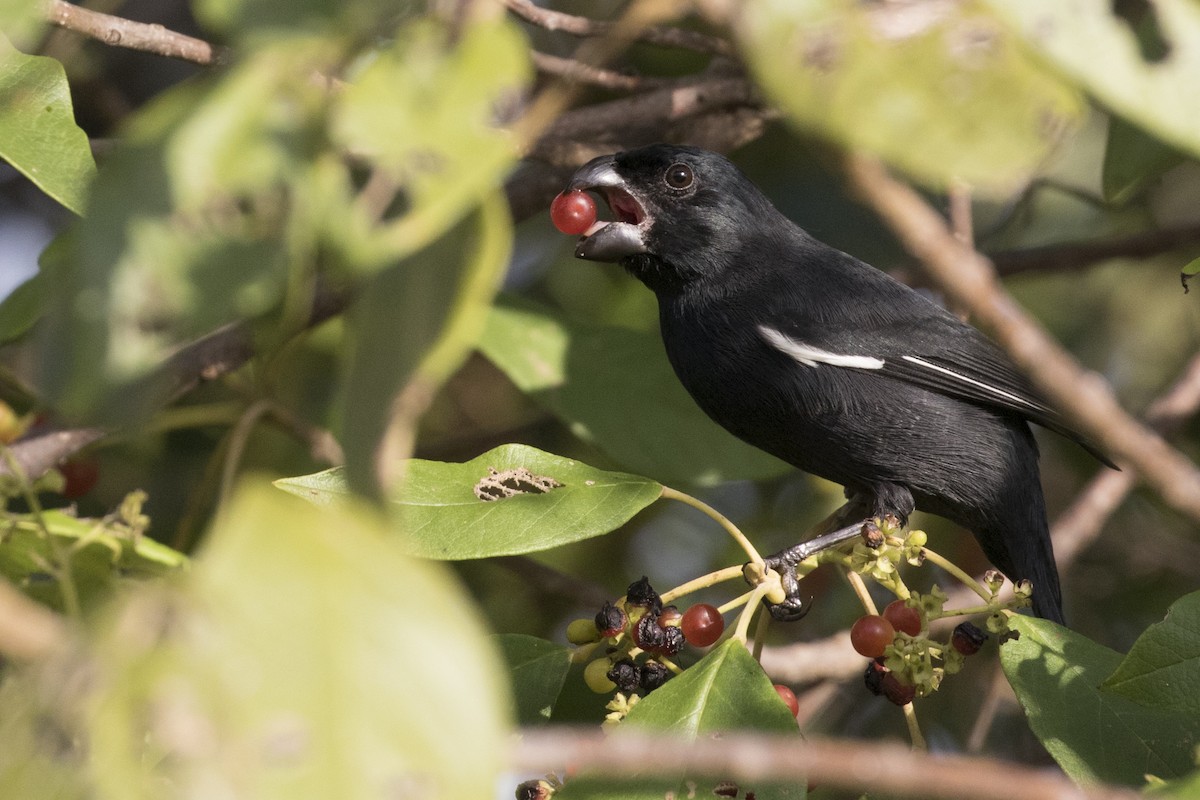 Grand Cayman Bullfinch - Greg Bodker