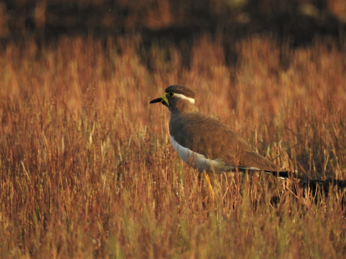 Yellow-wattled Lapwing - ML202165121