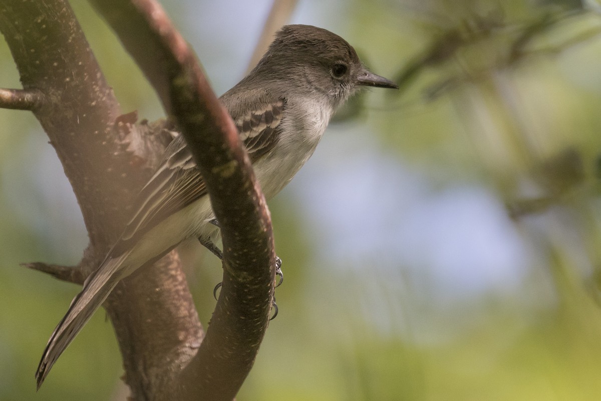 La Sagra's Flycatcher - ML202167531