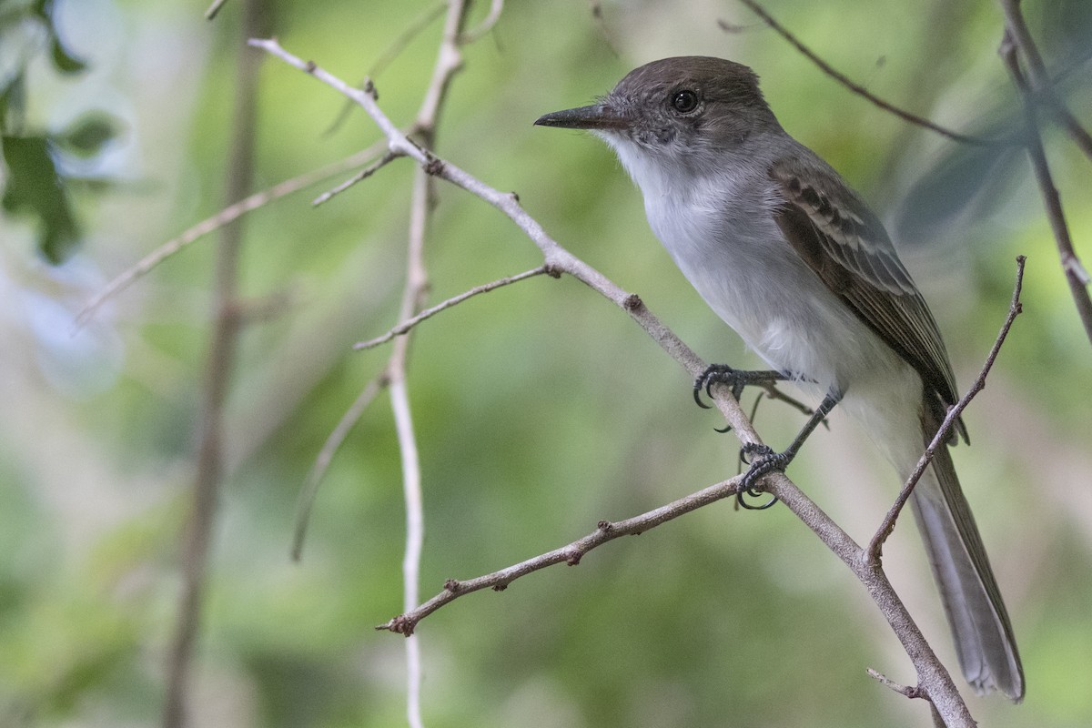 La Sagra's Flycatcher - ML202167541