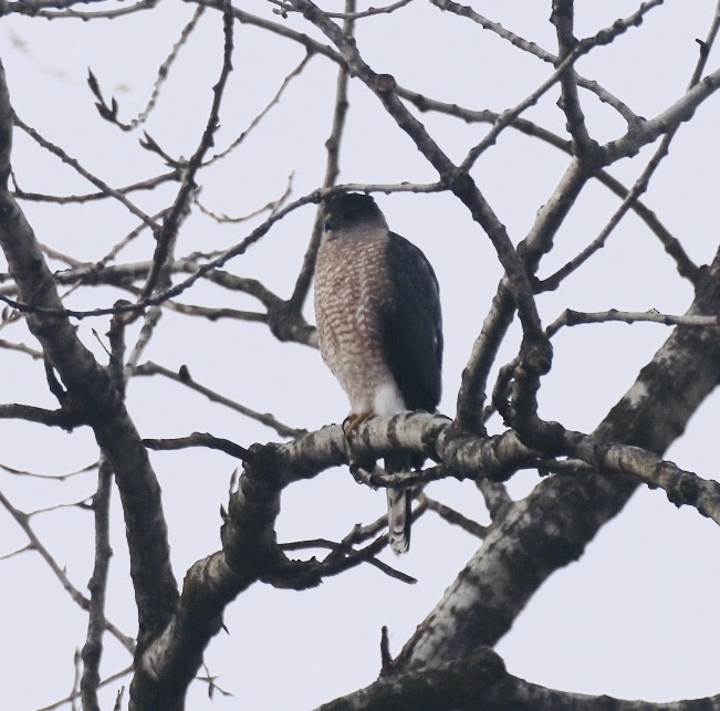 Cooper's Hawk - ML202167811