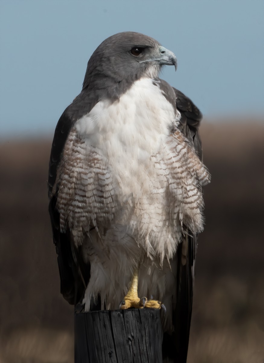White-tailed Hawk - ML202168871