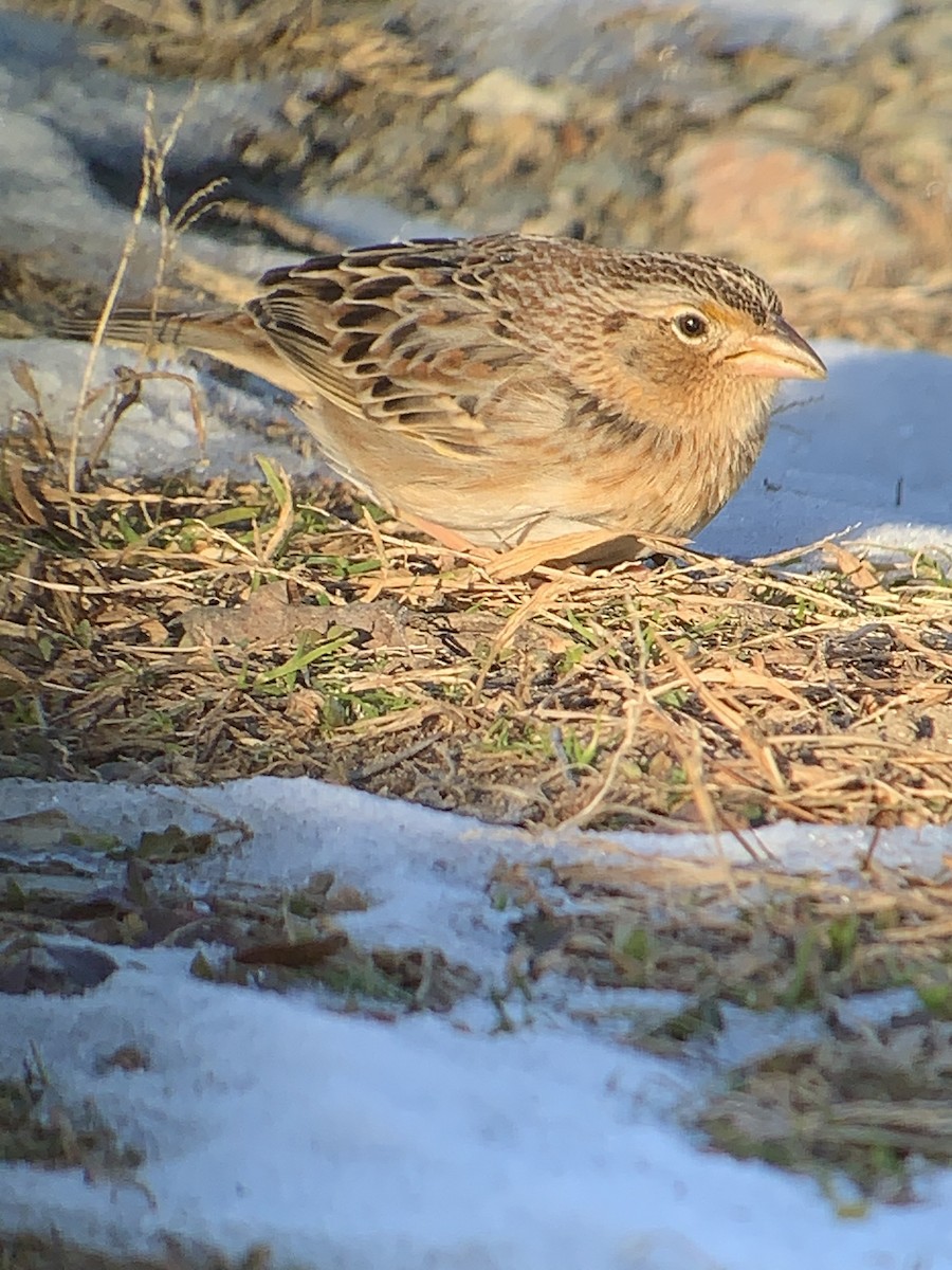 Grasshopper Sparrow - ML202169011