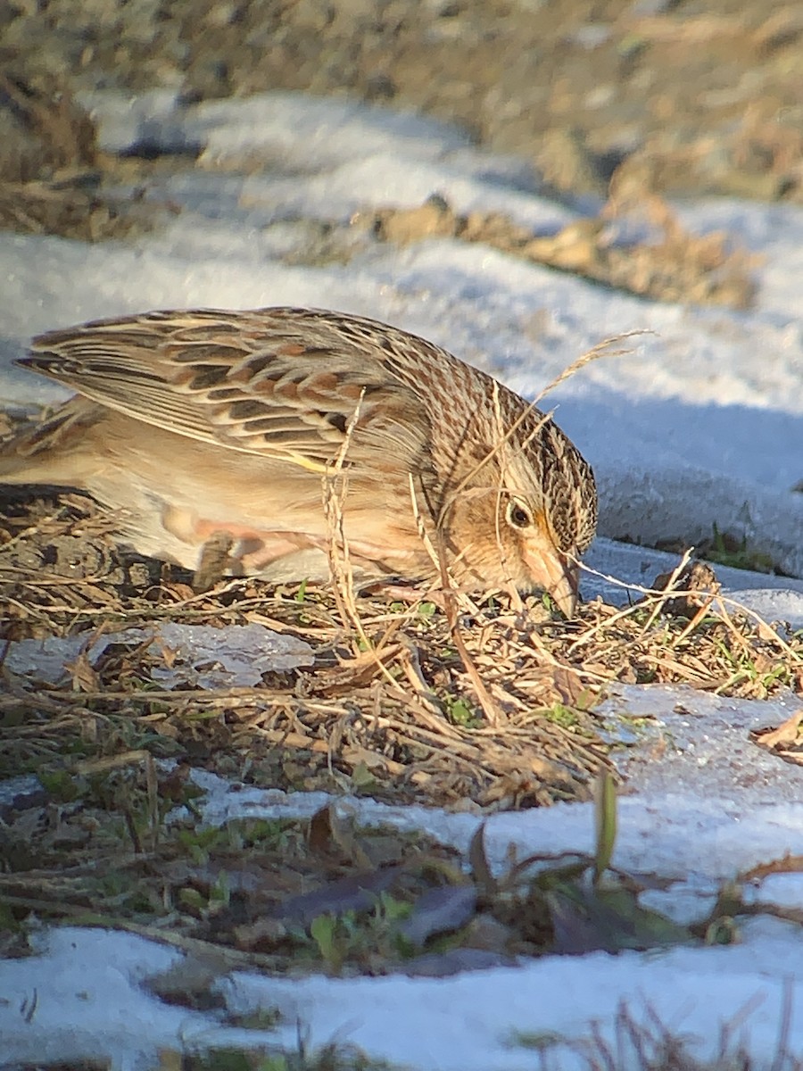 Grasshopper Sparrow - ML202169021