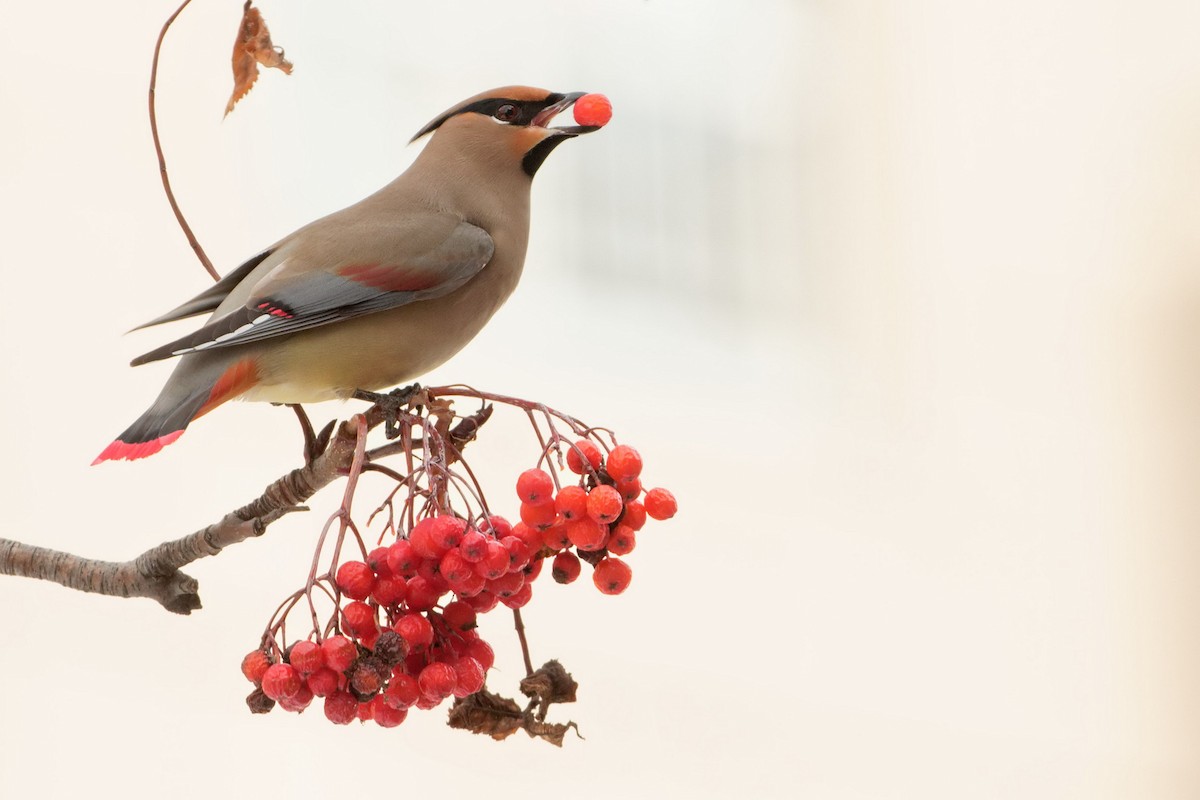 Japanese Waxwing - Stuart Price