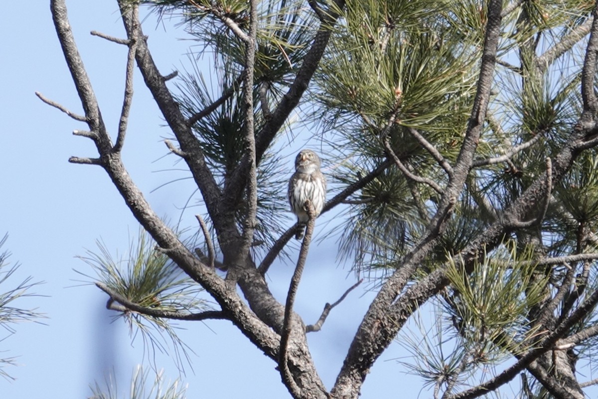 kulíšek mexický - ML202169341