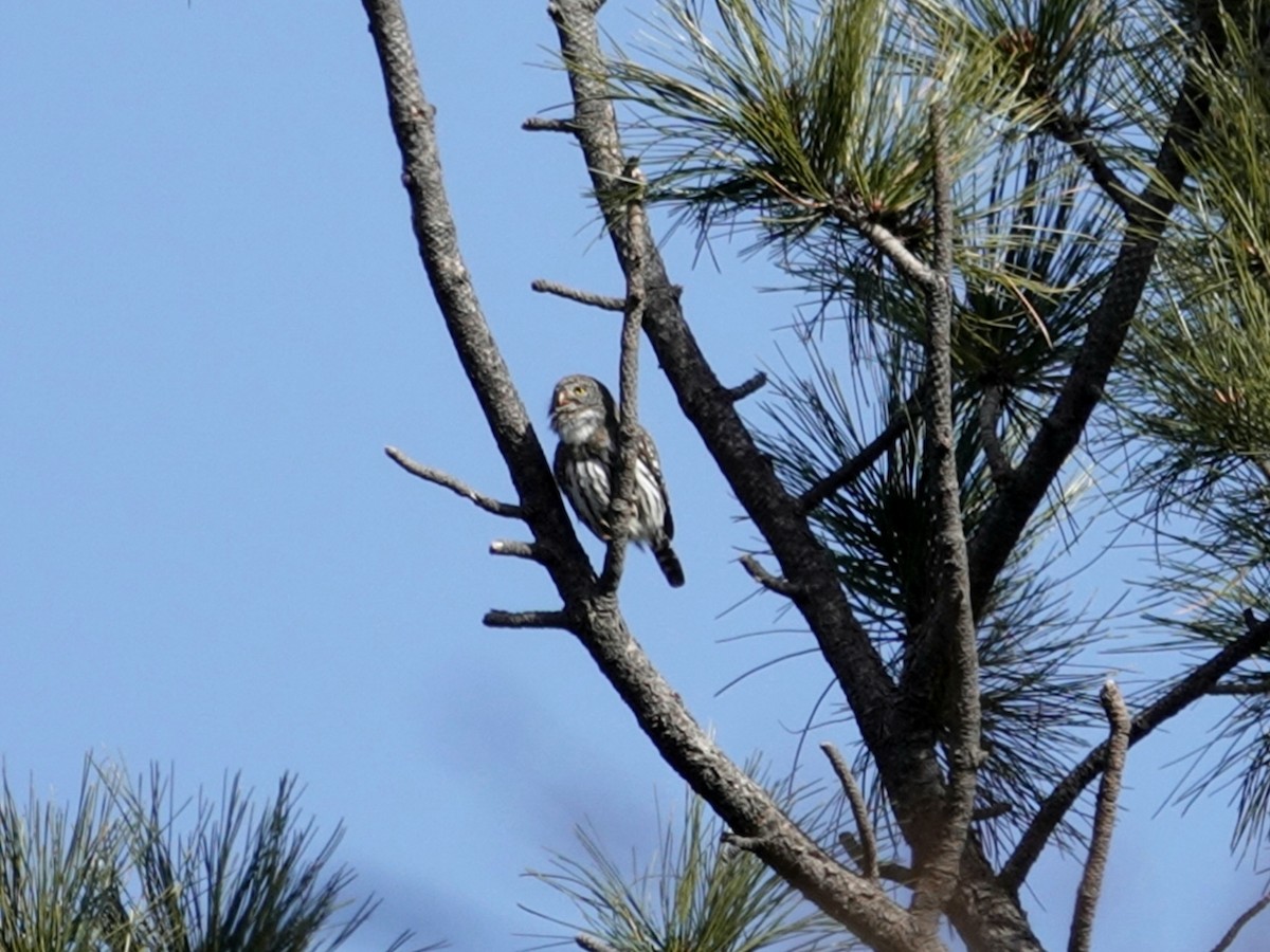 kulíšek mexický - ML202169431