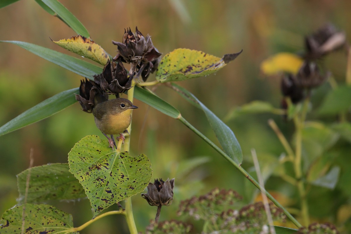 Common Yellowthroat - Tim Lenz