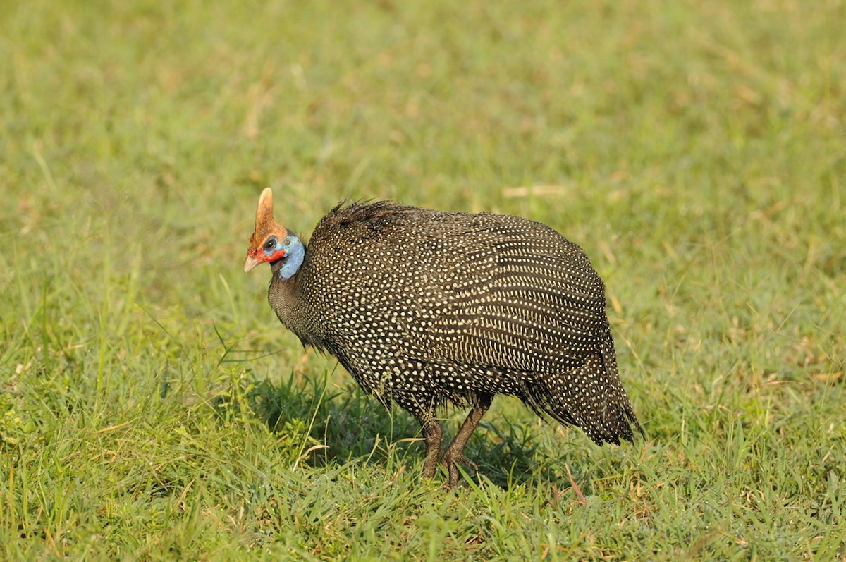 Helmeted Guineafowl - James East