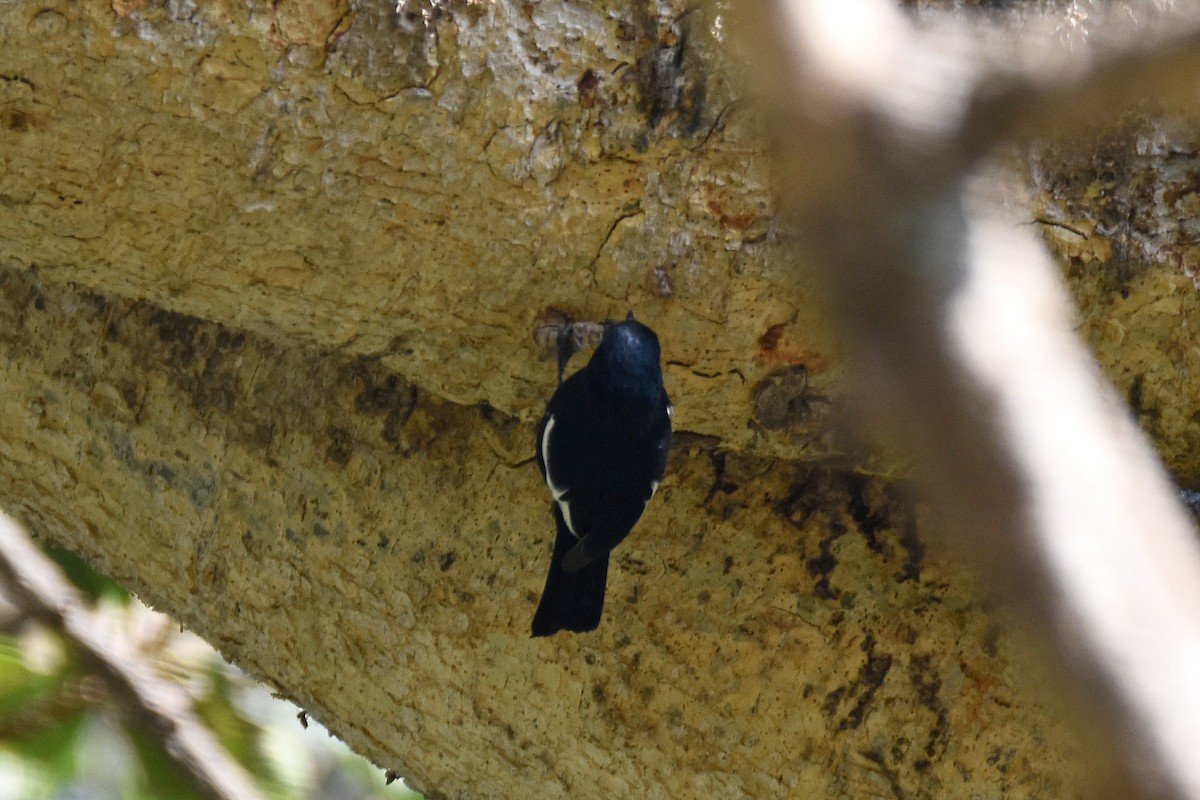 White-winged Black-Tit - Brian Henderson