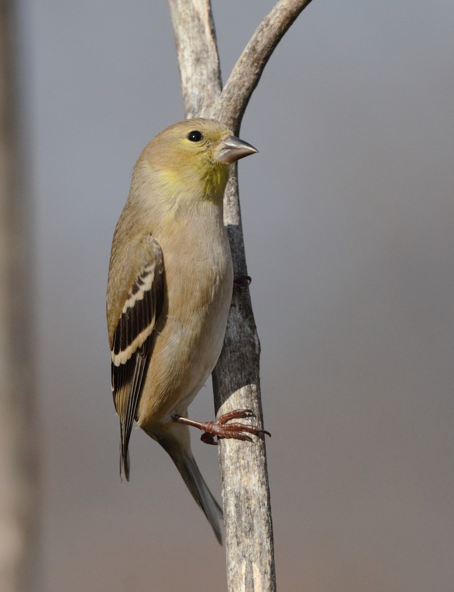 American Goldfinch - ML202174081
