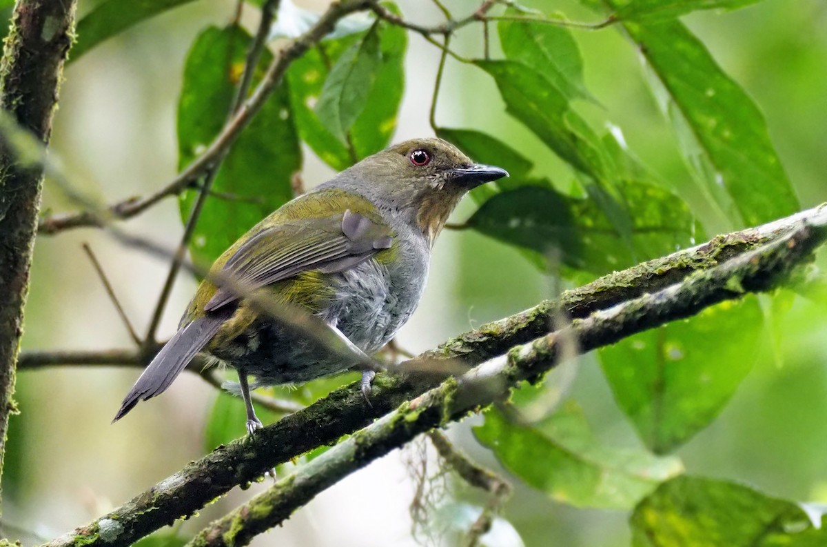 Sulawesiwaldpfeifer (bonensis) - ML202174141