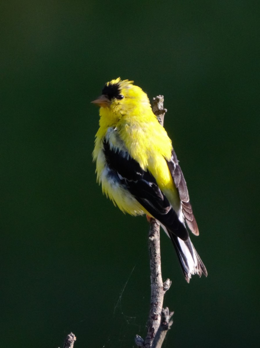 American Goldfinch - ML202174541