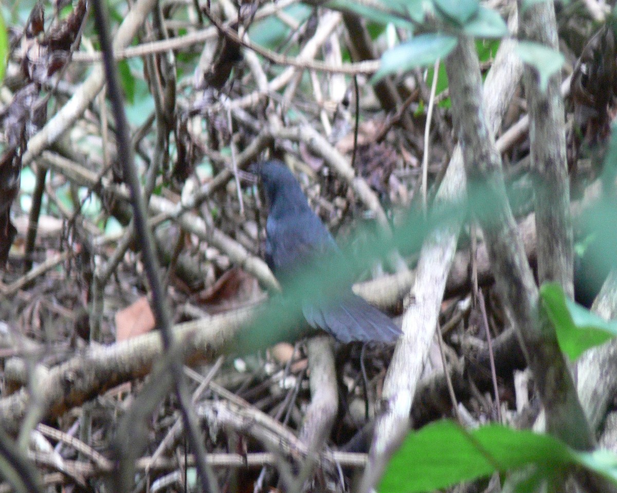 Stirnhaubentapaculo - ML202174611