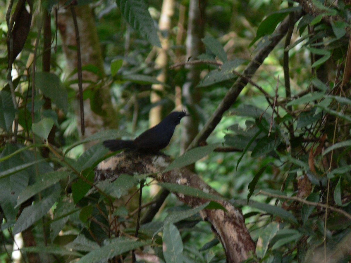 Stirnhaubentapaculo - ML202174721