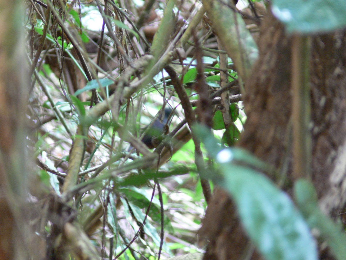 Stirnhaubentapaculo - ML202174741