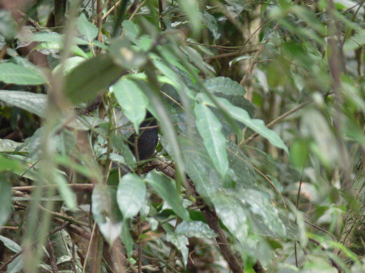 Stirnhaubentapaculo - ML202174761