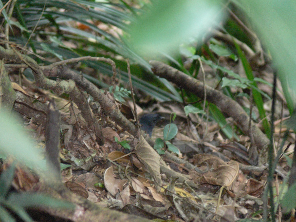 Stirnhaubentapaculo - ML202174781