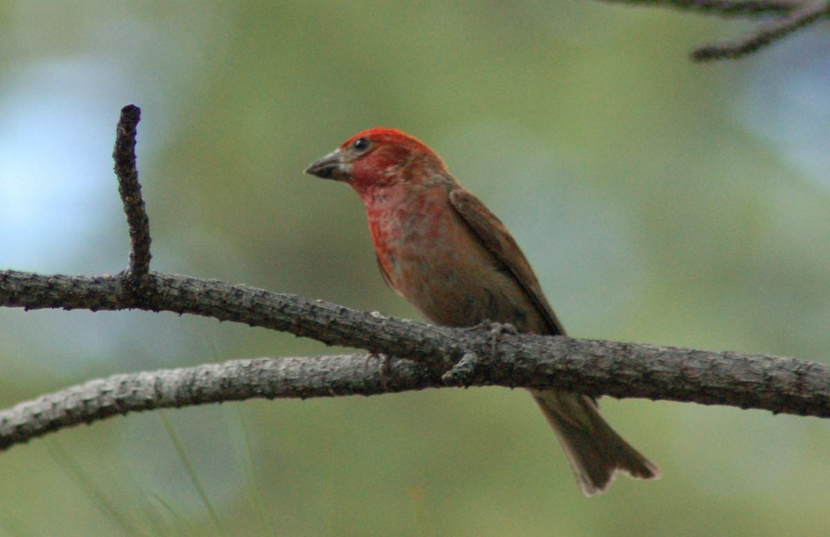 Cassin's Finch - ML202175141